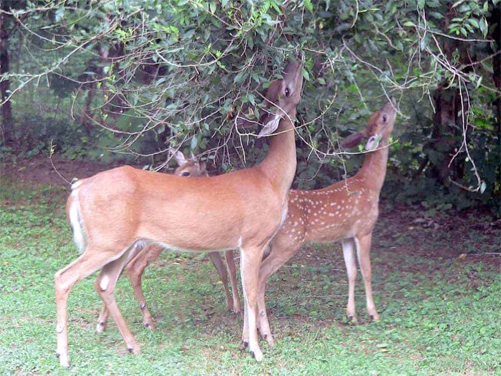 Deer Guard Program