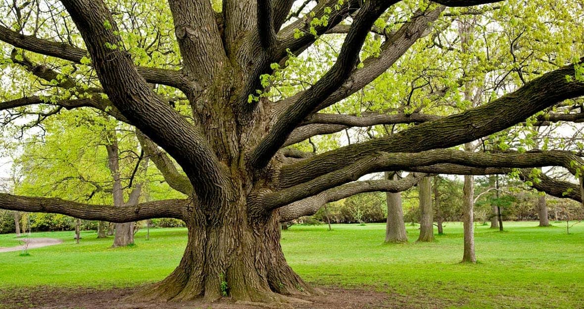 Mature Tree