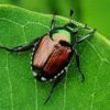 Japanese Beetle Alert!