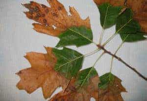 BLS – Bacterial Leaf Scorch