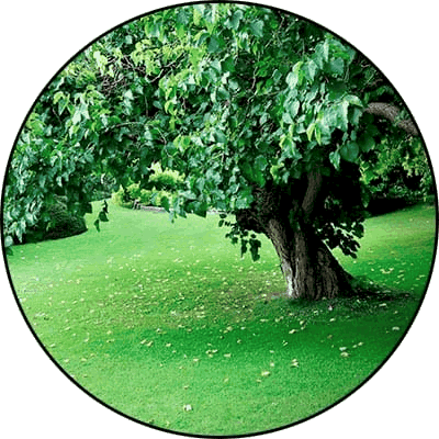 Large green healthy tree