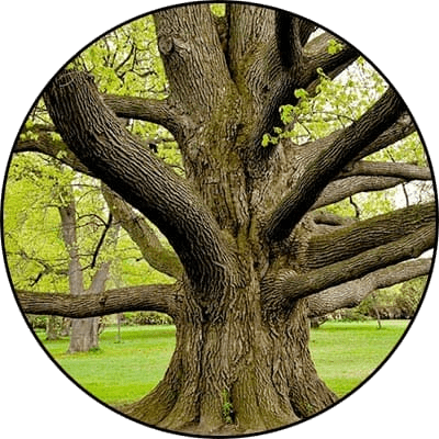 Old mature tree