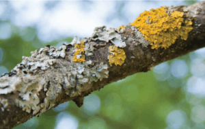 What is growing on my trees? LICHENS!
